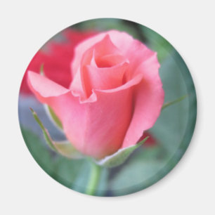 Rosa Rose Magnet