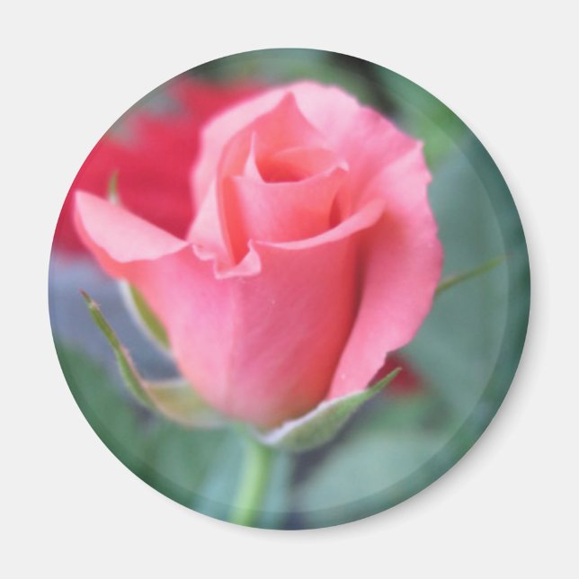 Rosa Rose Magnet (Vorne)