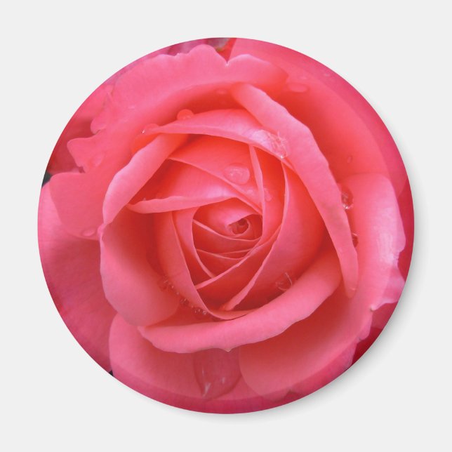 Rosa Rose Magnet Pink Rose Geschenke Keepake Dekor (Vorne)