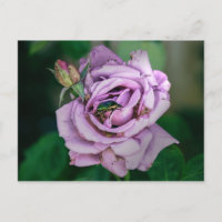 Rosa Rose mit grünem Beatle