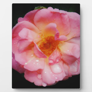 Rosa Rose mit schwarzem Hintergrund/ Taubenschlag Fotoplatte
