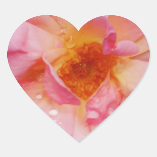 Rosa Rose mit schwarzem Hintergrund/ Taubenschlag Herz-Aufkleber (Vorderseite)