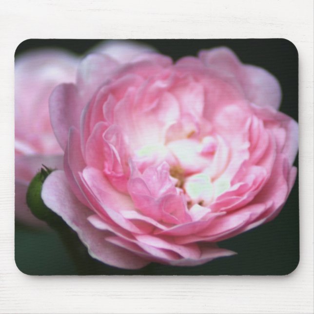Rosa Rose Mousepad! Mousepad (Vorne)