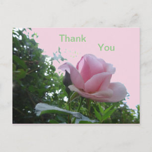 Rosa Rose Nah Up Danke Postcard Postkarte