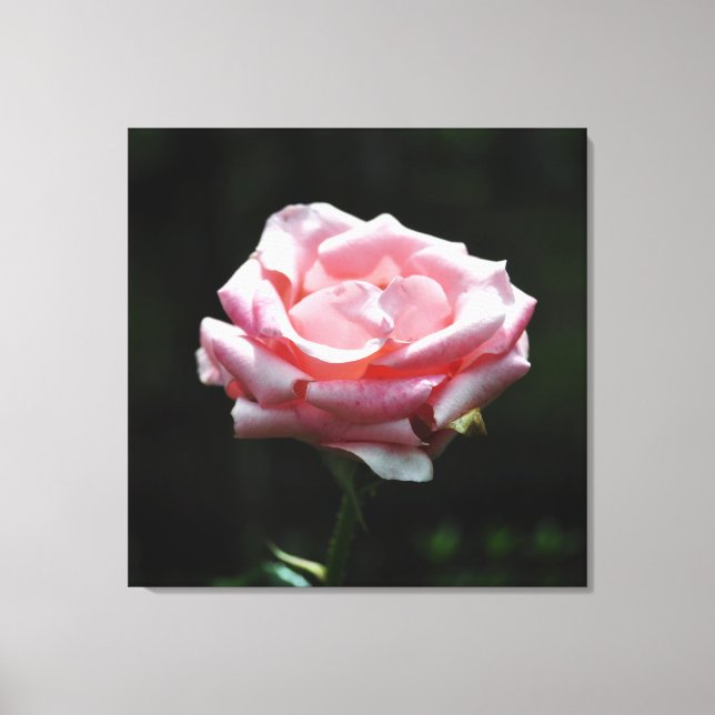 Rosa Rose Nah-up Leinwanddruck (Vorderseite)