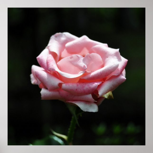 Rosa Rose Nah-up Poster (Vorne)