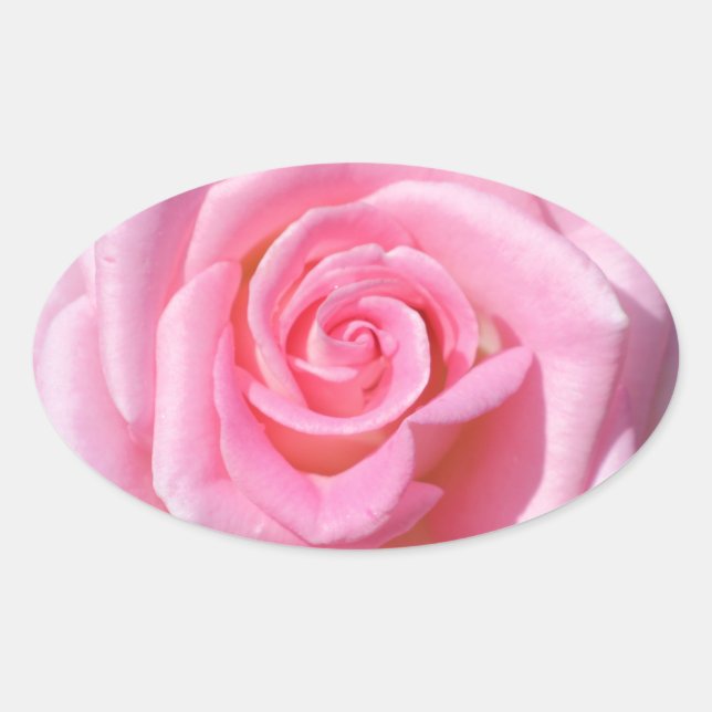 Rosa Rose Oval Stickers (Vorderseite)