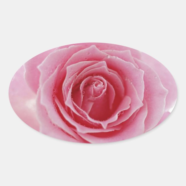 Rosa Rose Ovaler Aufkleber (Vorderseite)