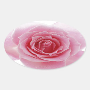 Rosa Rose Ovaler Aufkleber