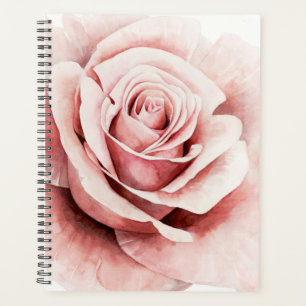 Rosa Rose Planer