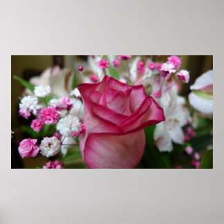 Rosa Rose Poster