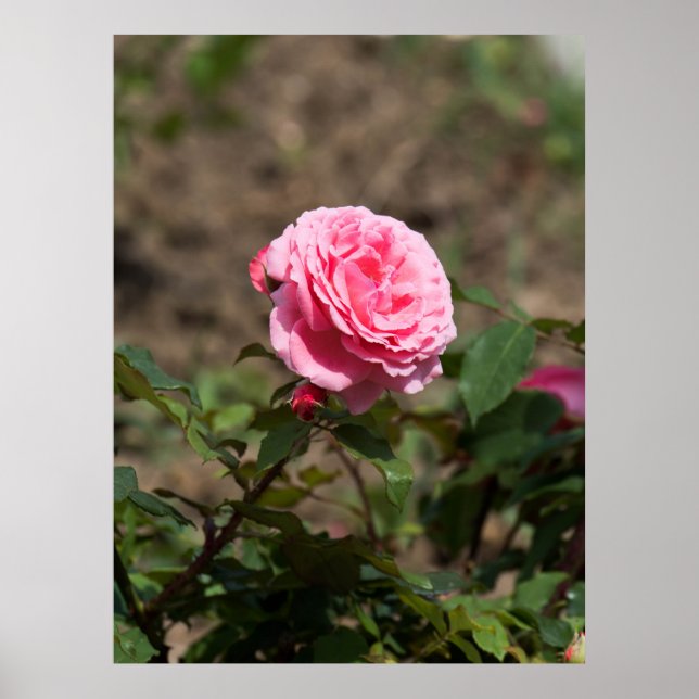 Rosa Rose Poster (Vorne)
