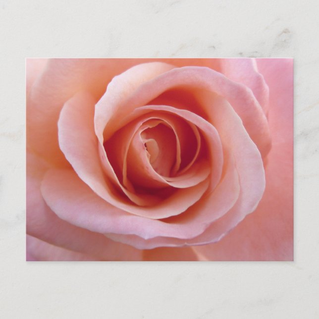 Rosa Rose Postkarte (Vorderseite)