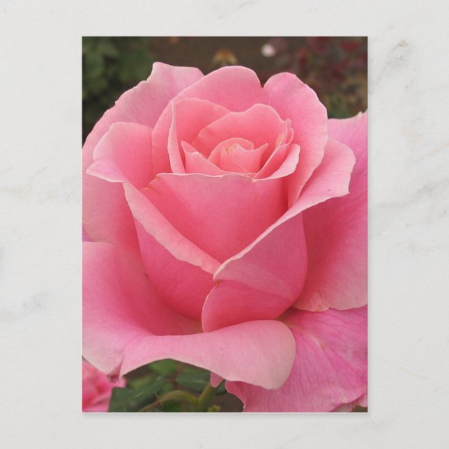 Rosa Rose Postkarte (Vorderseite)