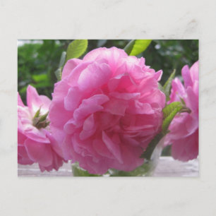 Rosa Rose Postkarte