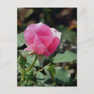 Rosa Rose Postkarte