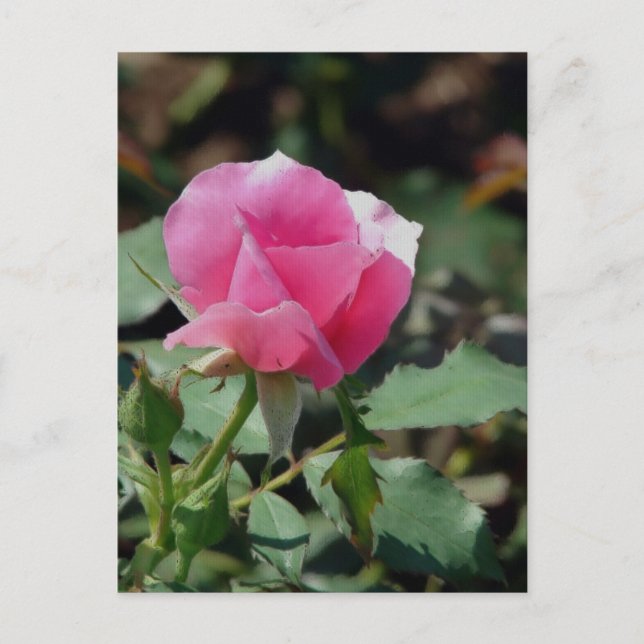 Rosa Rose Postkarte (Vorderseite)