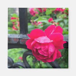 Rosa Rose Raindrops Dew Garden Gate Foto Magnet