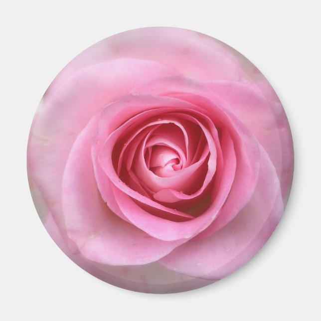 Rosa Rose Round Magnet (Vorne)