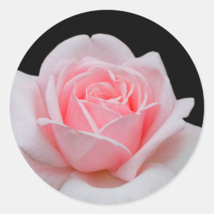 Rosa Rose Runder Aufkleber