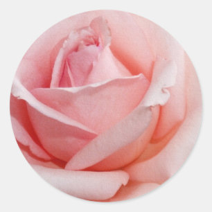 Rosa Rose Runder Aufkleber