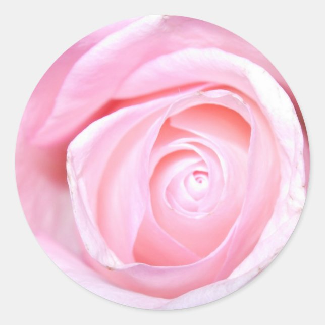 Rosa Rose Runder Aufkleber (Vorderseite)