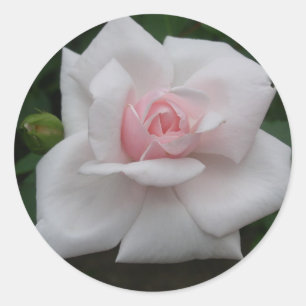 Rosa Rose Runder Aufkleber