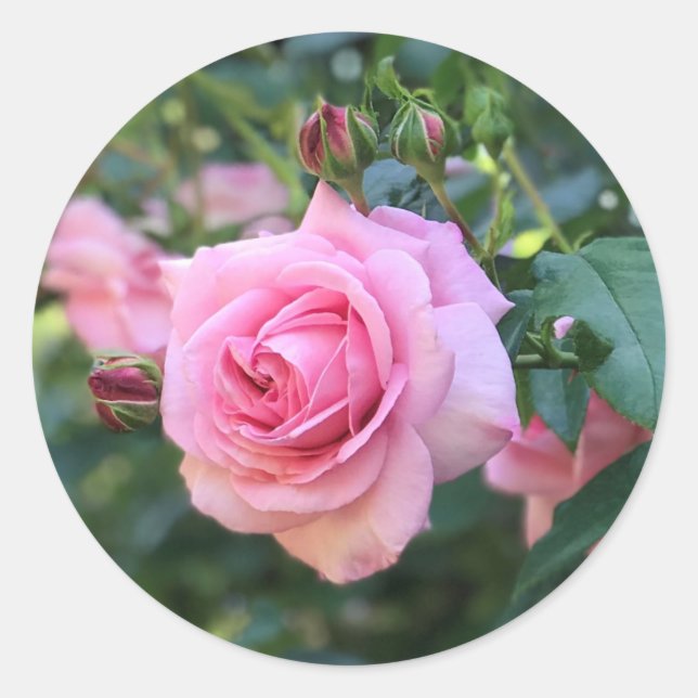 Rosa Rose Rundkleber Runder Aufkleber (Vorderseite)