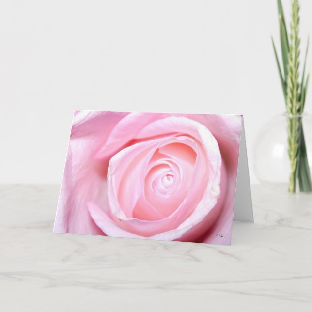 Rosa Rose, S Cyr Feiertagskarte (Vorderseite)