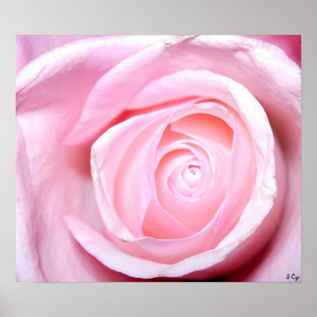 Rosa Rose, S Cyr Poster (Vorne)
