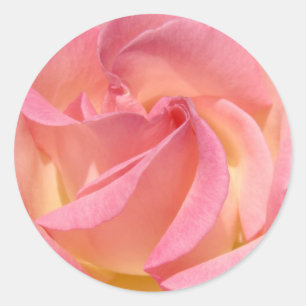 Rosa Rose Spiral Aufkleber Umschlag Aufkleber Hoch