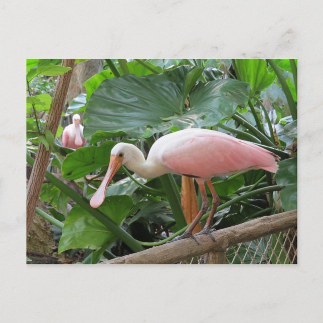 Rosa Rose Spoonbill Bird Postkarte (Vorderseite)
