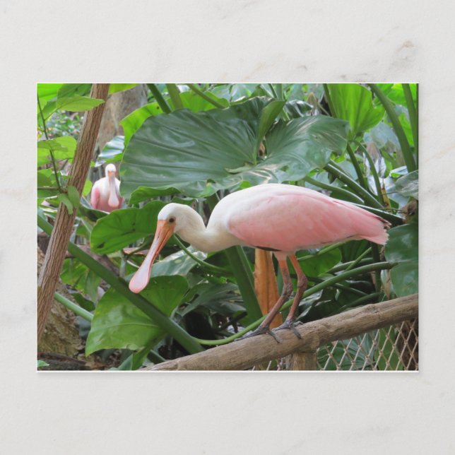 Rosa Rose Spoonbill Bird Postkarte (Vorderseite)