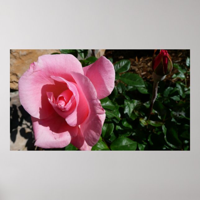 Rosa Rose und Bud Garden Poster (Vorne)