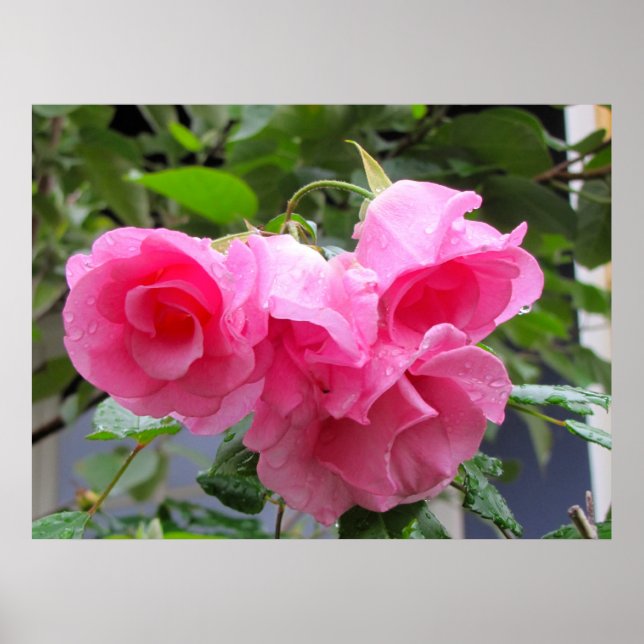 Rosa Rose und Regentropfen Poster (Vorne)