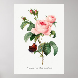 Rosa Rose und Schmetterling Botanische Illustratio Poster