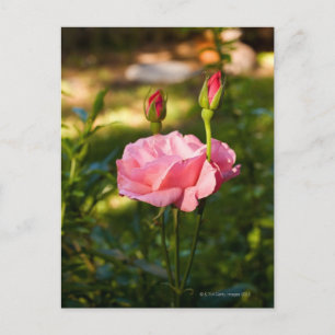 Rosa Rose und zwei Rosenknospen Postkarte