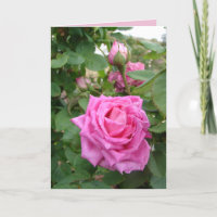 Rosa Rose Vintage Rose Blume Blumengarten Karte