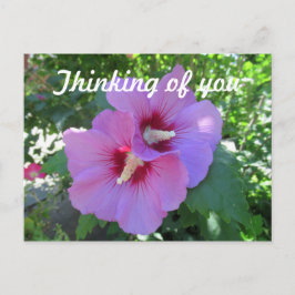 Rosa Rose von Sharon Blume Foto Denken Sie an Sie Postkarte