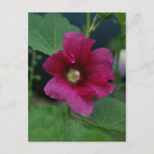 Rosa Rose von Sharon Postkarte