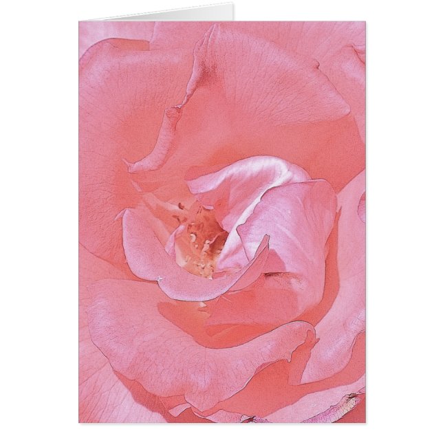 Rosa Rosen (Vorne)