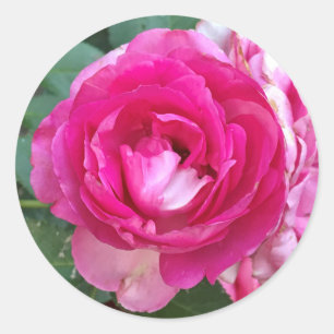 Rosa Rosen-Aufkleber Runder Aufkleber