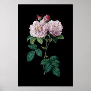 Rosa Rosen aus Redoute, schwarzes Hintergrundposte Poster