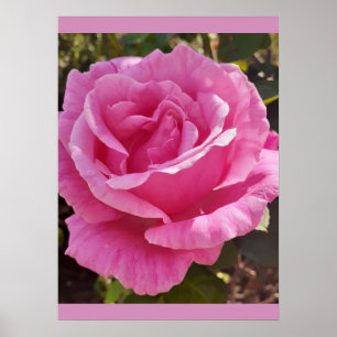 Rosa Rosen Blume Garten Parfüm Entzücken Poster