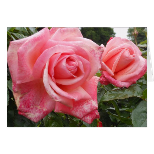 Rosa Rosen, botanischer Garten Belfasts, Ni (Vorderseite (Horizontal))