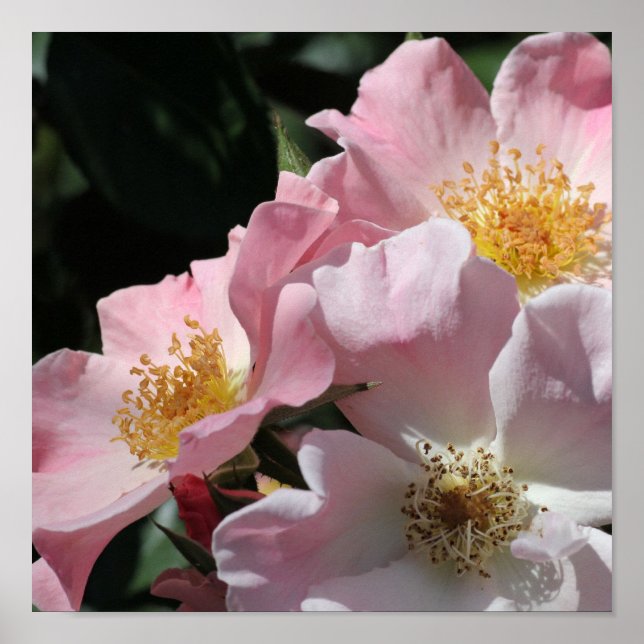 Rosa Rosen drucken Poster (Vorne)