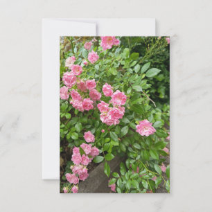 Rosa Rosen-Garten-Blumenkarte RSVP Karte