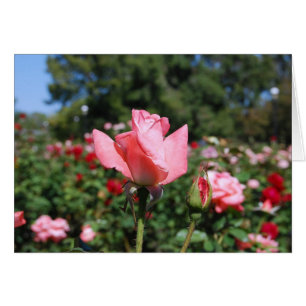 Rosa Rosen-Karte