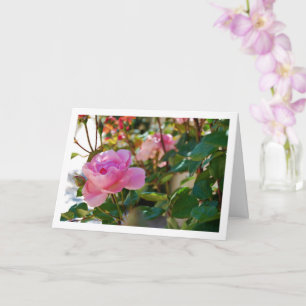 Rosa Rosen Karte