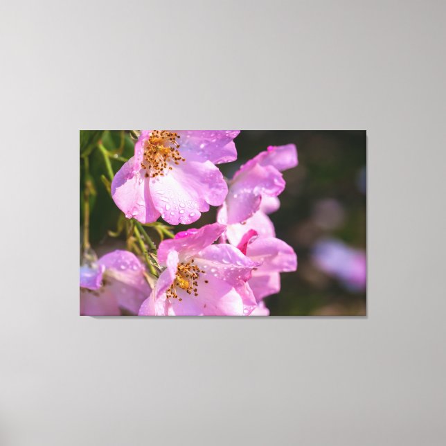 Rosa Rosen Leinwanddruck (Vorderseite)